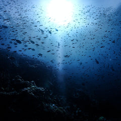 How investors are coming up with the green to save the ocean blue