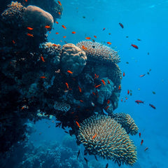 Ocean protection is a climate-smart investment