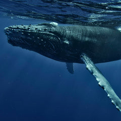 Huge Wave Of Ratifications For High Seas Treaty Marks Historic Progress Towards Entry Into Force