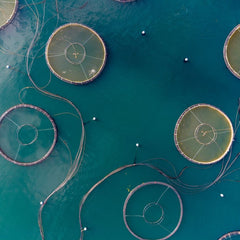 Circular aquaculture: a fresh approach to farming