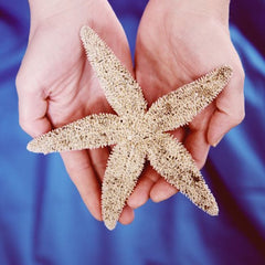 How Starfish, Snails and Salmon Fight Pandemics