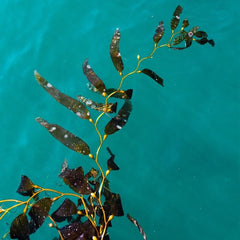 Effects of depth-cycling on nutrient uptake and biomass production in the giant kelp Macrocystis pyrifera