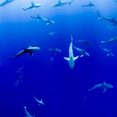 The time to act is now: UNOC3 must deliver for the ocean