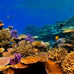 Blending capital to preserve coral reefs and coastal economies