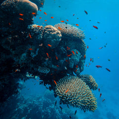 Tide may be turning for blue economy, report