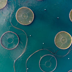 ‘Urgent investment’ in feed ingredient alternatives for salmon farming needed to avoid financial risk, says FAIRR