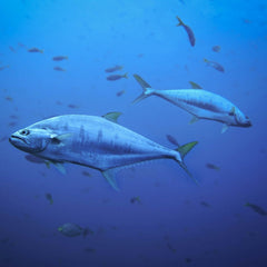 Tuna's Hidden Catch: A Risk Investors Can’t Afford To Ignore