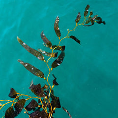 Seaweed at a funding, creativity crossroads as sector looks to expand