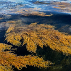 Maine leading the way in seaweed farming, the new frontier of American agriculture