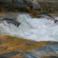 Laxaþjóð | A Salmon Nation