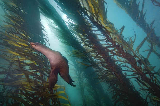 Zone - Oceans2050