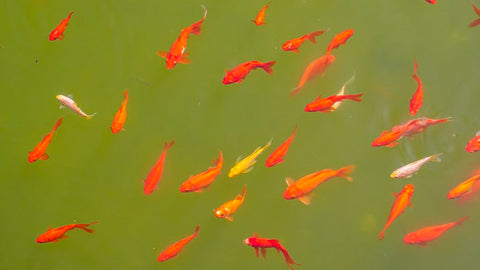 Is wastewater-fed aquaculture a sustainability gamechanger?